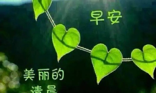 挂在树上种骨碎补的-大树骨碎补的作用和功效-专业大树集团骨力康对骨坏死有用嗎平台-挂在树上种骨碎补的
